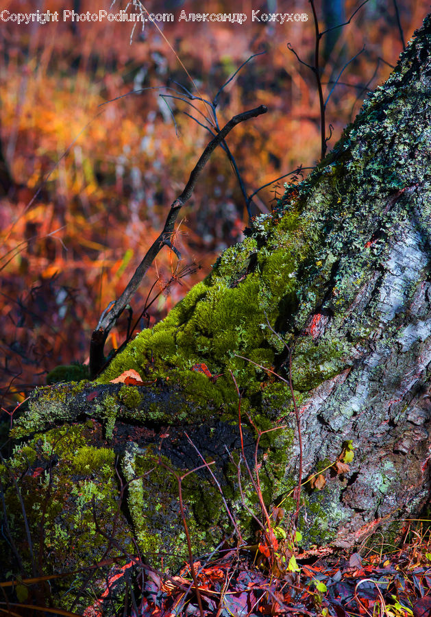 Moss, Plant, Forest, Jungle, Rainforest, Vegetation, Tree