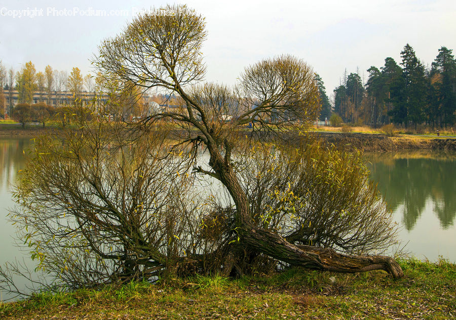 Outdoors, Pond, Water, Plant, Tree, Willow, Field