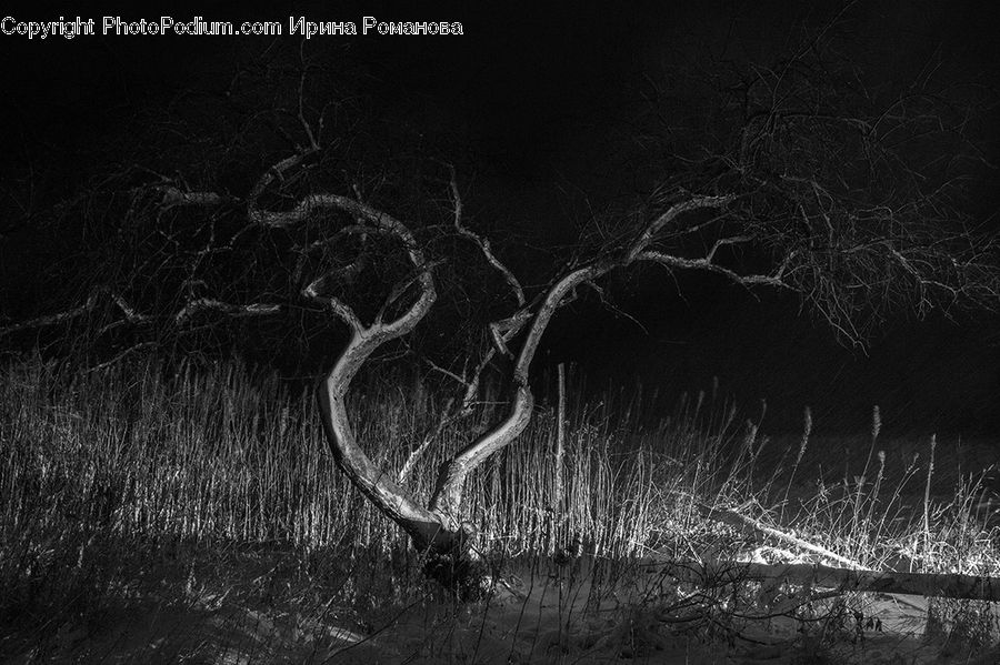 Animal, Antelope, Gazelle, Impala, Plant, Tree, Birch