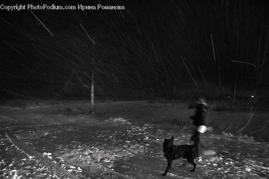 Night, Outdoors, Animal, Canine, Dog, German Shepherd, Mammal
