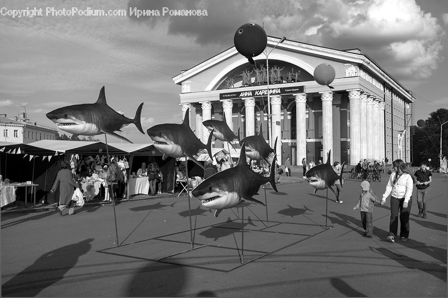 Bird, Pigeon, Fish, Sea Life, Shark, Seagull, Architecture