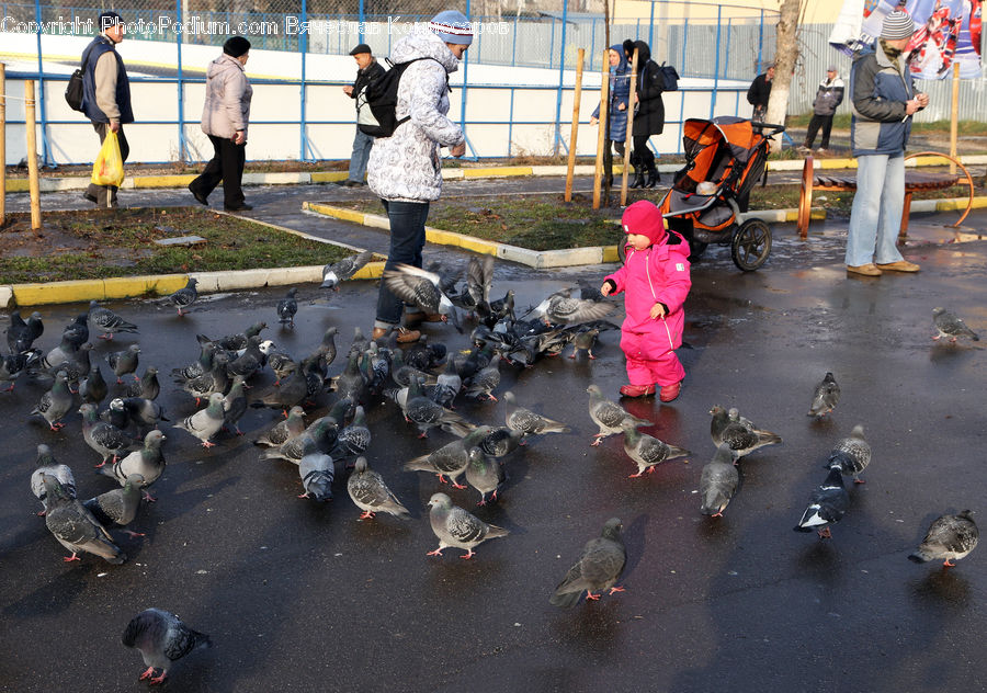 Human, People, Person, Bird, Pigeon, Crowd, Parade