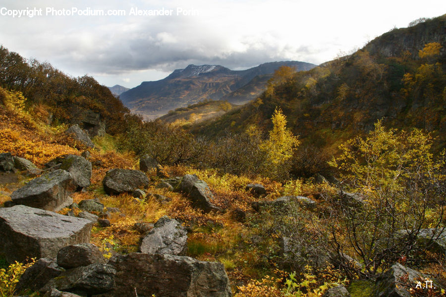 Outdoors, Wilderness, Forest, Grove, Land, Crest, Mountain