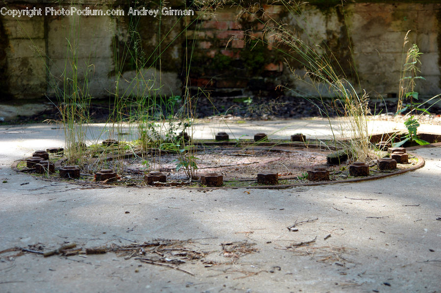 Plant, Land, Marsh, Outdoors, Swamp, Water, Backyard