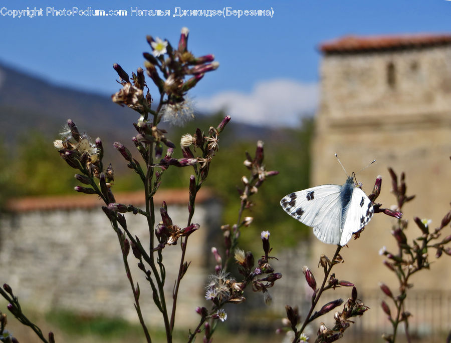 Butterfly, Insect, Invertebrate, Bud, Plant, Blossom, Flora
