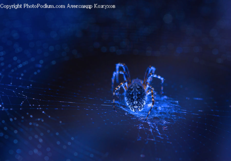 Arachnid, Garden Spider, Insect, Invertebrate, Spider, Water, Emblem