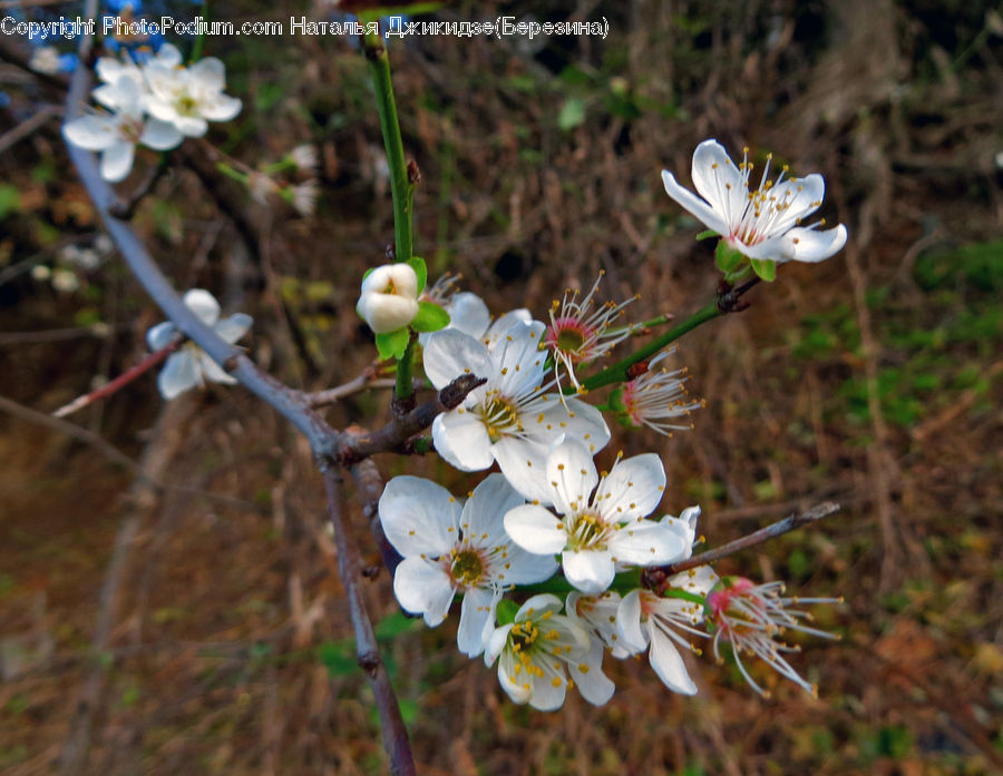 Blossom, Flora, Flower, Plant, Cherry Blossom, Crocus