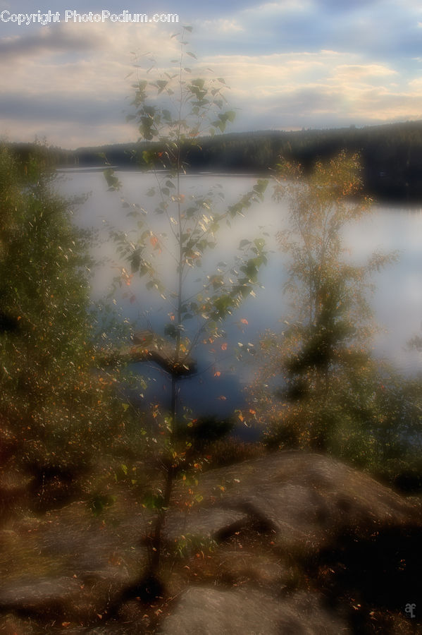 Land, Marsh, Pond, Swamp, Water, Dirt Road, Gravel
