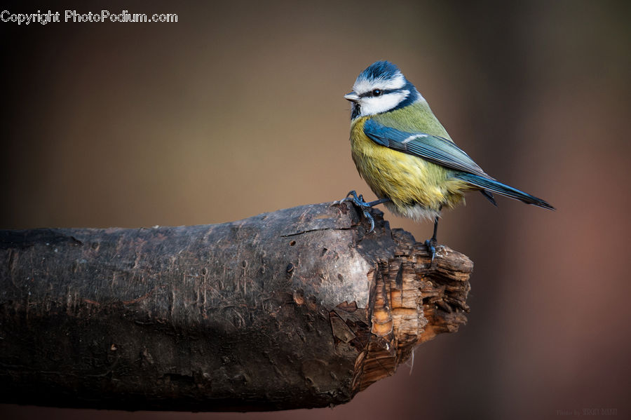 Bee Eater, Bird, Head, Portrait, Blue Jay, Bluebird, Jay