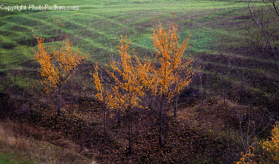 Field, Grass, Grassland, Land, Outdoors, Forest, Grove