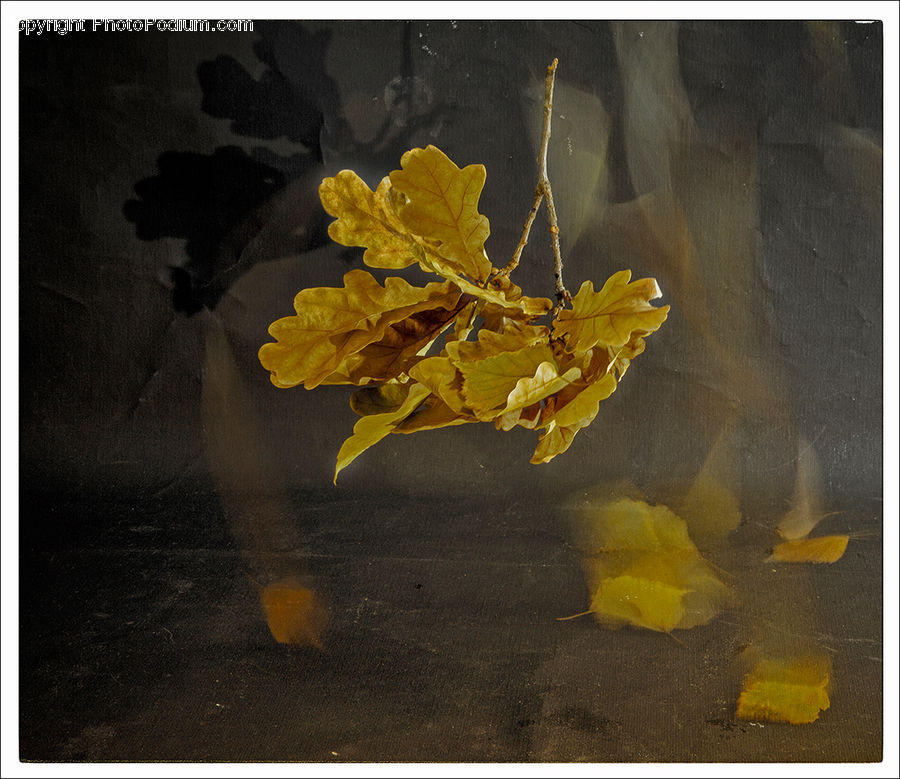 Maple, Maple Leaf, Plant, Blossom, Daffodil, Flora, Flower