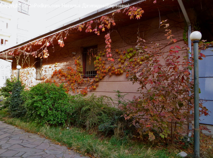 Ivy, Plant, Vine, Building, Cottage, Housing, Bush