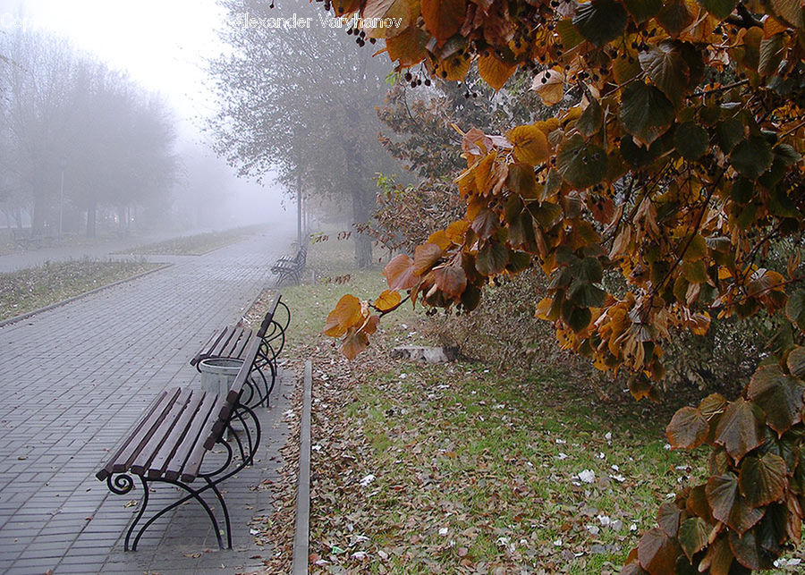 Ivy, Plant, Vine, Park Bench, Bench, Algae, Leaf