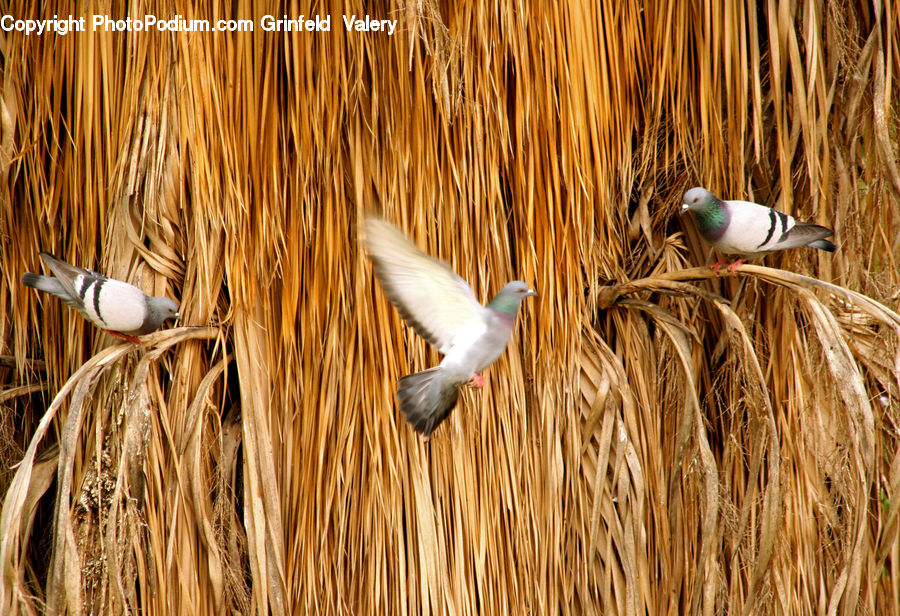 Bird, Pigeon, Grain, Wheat, Seagull, Dove, Pheasant