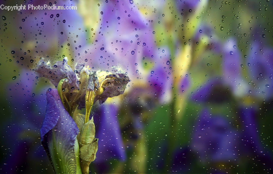 People, Person, Human, Blossom, Crocus, Flora, Flower