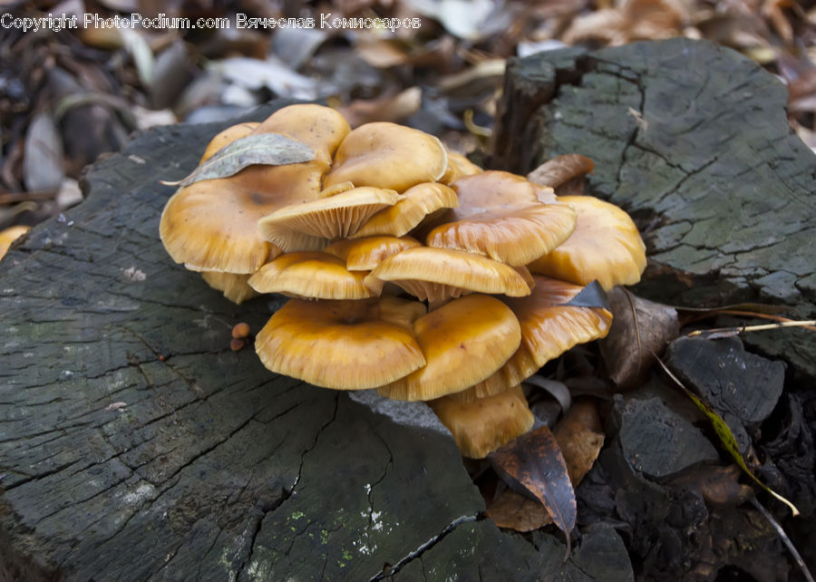 Agaric, Amanita, Fungus, Mushroom, Plant