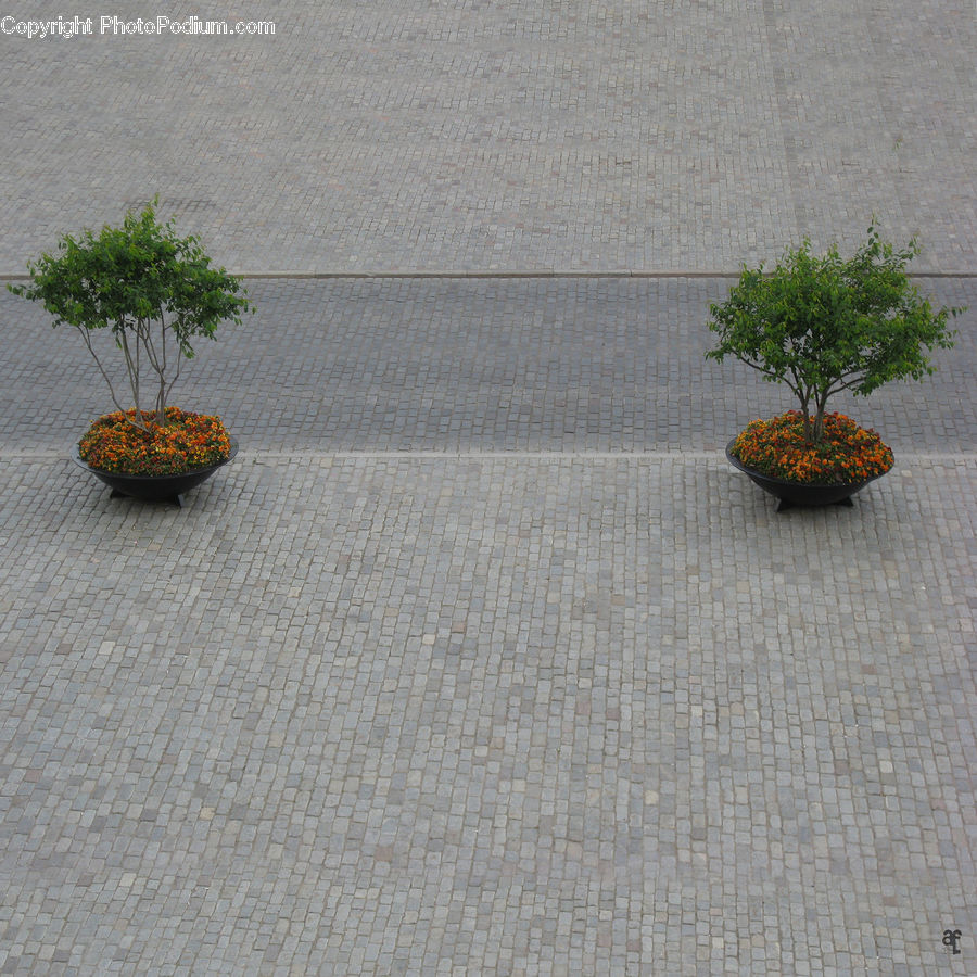 Bonsai, Plant, Potted Plant, Tree, Conifer, Fir, Dill