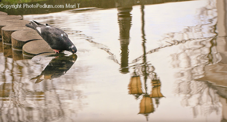 Bird, Waterfowl
