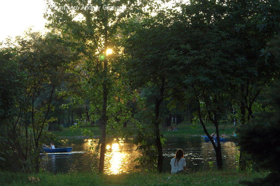 Boat, Canoe, Rowboat, Watercraft, Forest, Vegetation, Grove