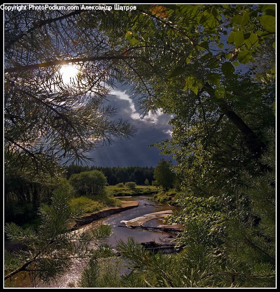 Conifer, Fir, Plant, Tree, Boardwalk, Deck, Path