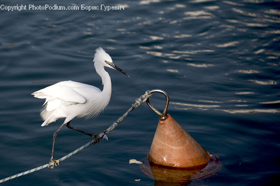 Ardeidae, Bird, Crane Bird, Heron, Stork, Waterfowl, Egret