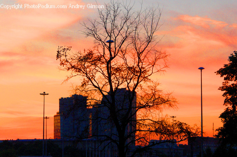 Dawn, Dusk, Red Sky, Sky, Sunrise, Sunset, Plant