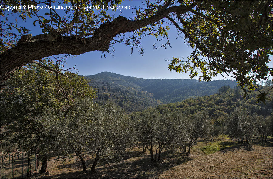 Oak, Tree, Wood, Outdoors, Wilderness, Plant, Conifer