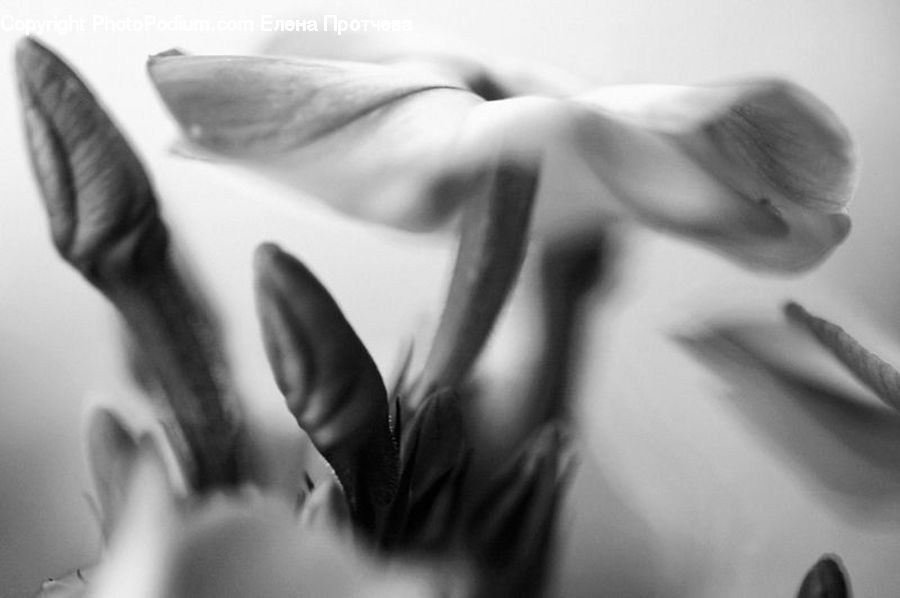 Bud, Plant, Anther, Flower, Petal, Blossom, Flora