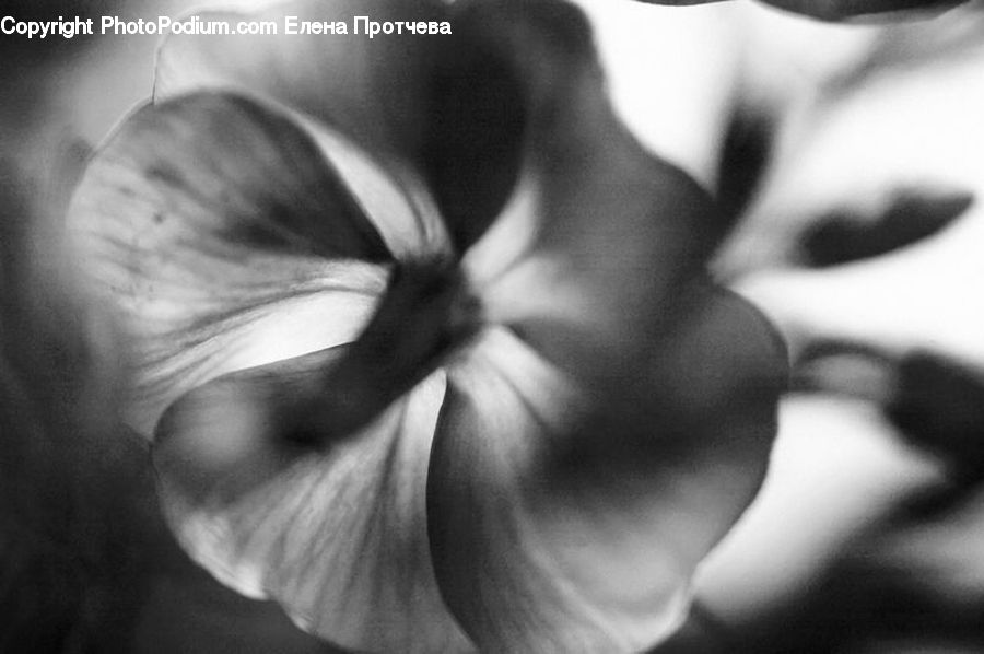 Blossom, Flora, Flower, Plant, Tulip, Garlic, Petal