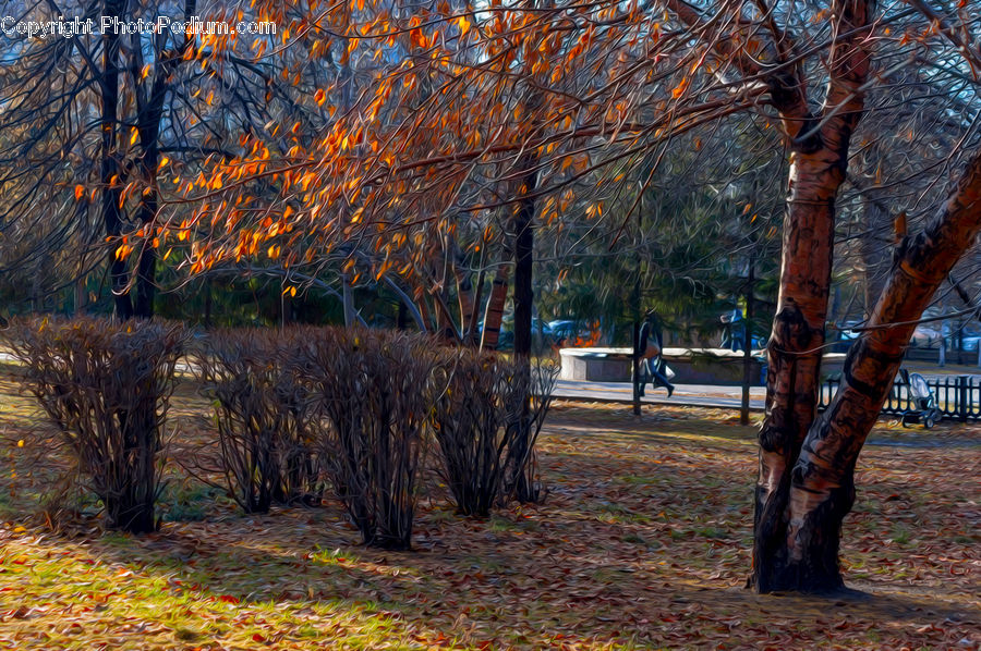 Birch, Tree, Wood, People, Person, Human, Plant
