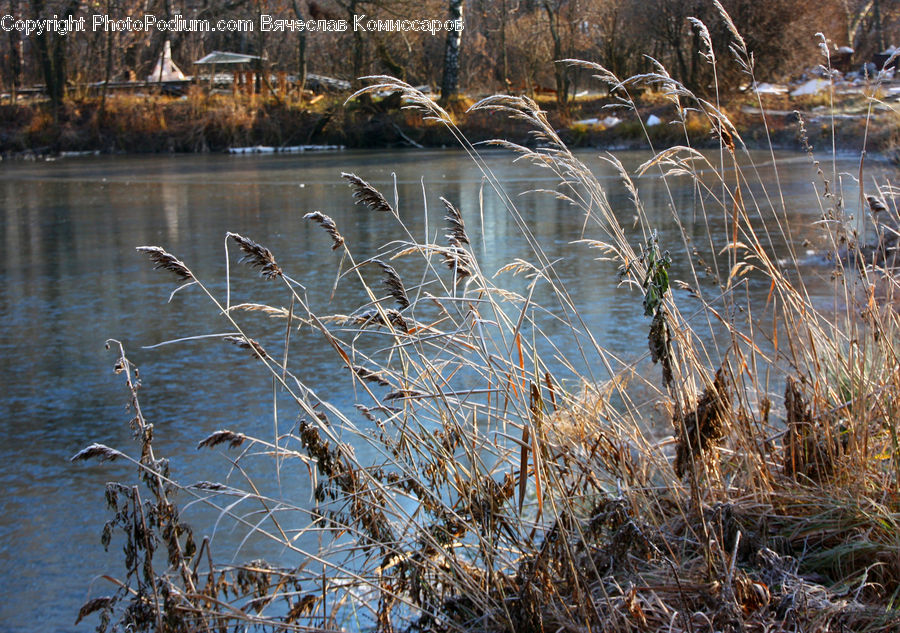 Grass, Plant, Reed, Field, Grassland, Cabin, Hut
