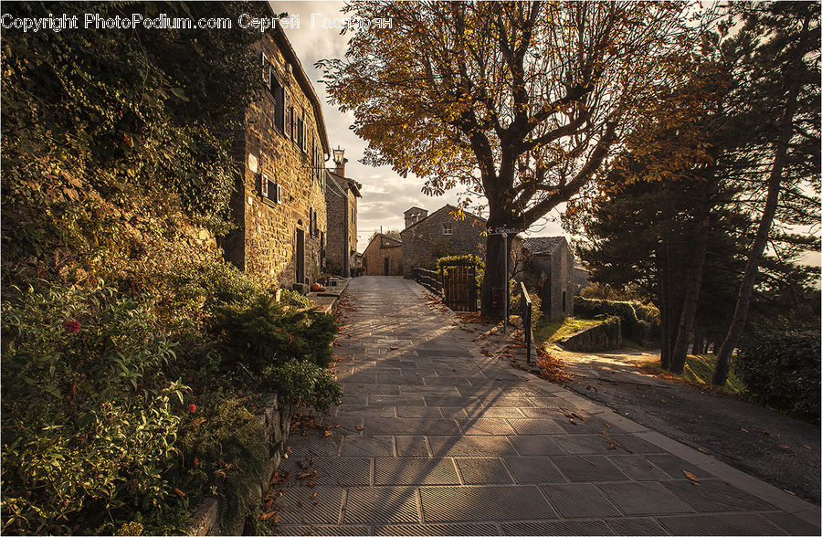 Conifer, Plant, Tree, Wood, Yew, Cobblestone, Pavement