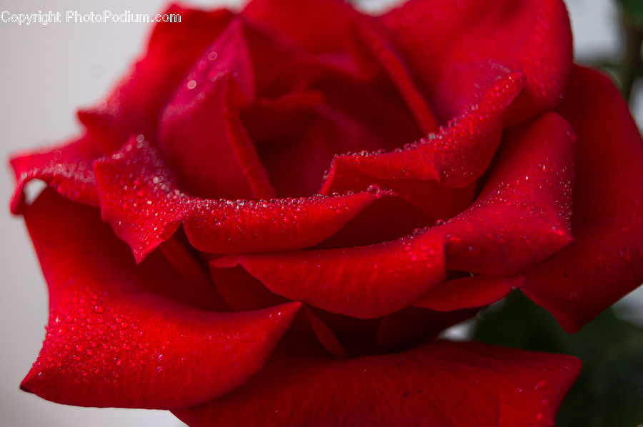 Blossom, Flower, Plant, Rose, Flora, Carnation, Flower Arrangement