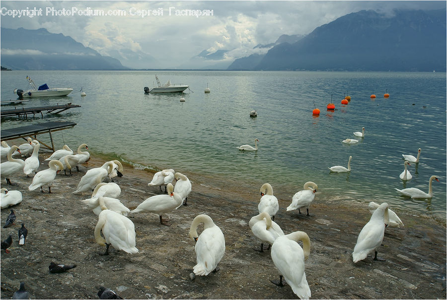 Bird, Swan, Waterfowl, Pebble, Flock, Goose, Dock