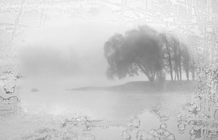 Plant, Tree, Fog, Mist, Outdoors