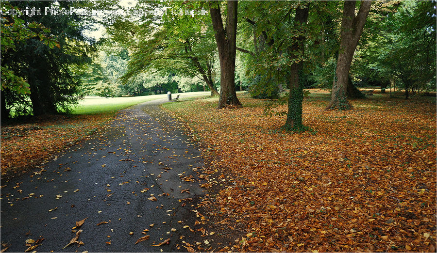 Dirt Road, Gravel, Road, Forest, Grove, Land, Path