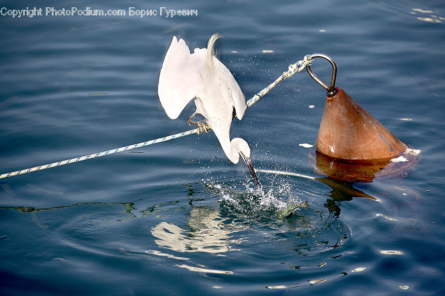 Ardeidae, Bird, Crane Bird, Egret, Waterfowl, Water, Swan