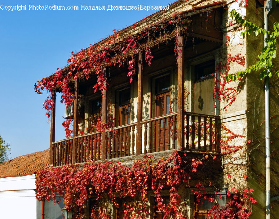 Ivy, Plant, Vine, Building, Cottage, Housing, Deck