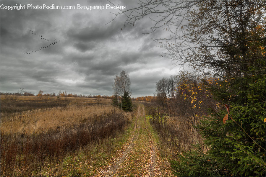 Dirt Road, Gravel, Road, Field, Grass, Grassland, Plant