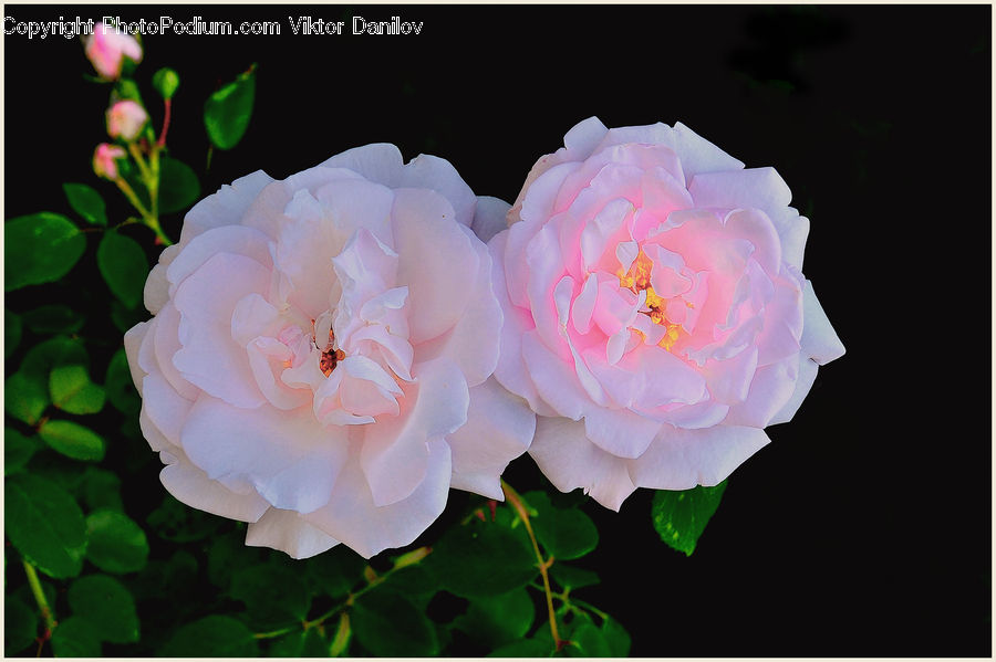 Blossom, Flora, Flower, Plant, Geranium, Peony, Flower Arrangement