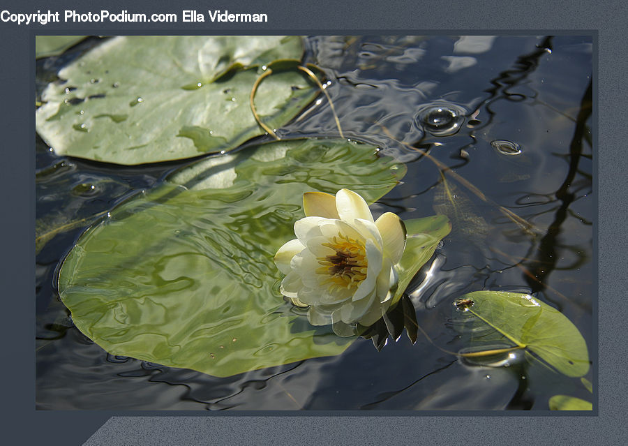 Flower, Lily, Plant, Pond Lily, Blossom, Flora, Petal
