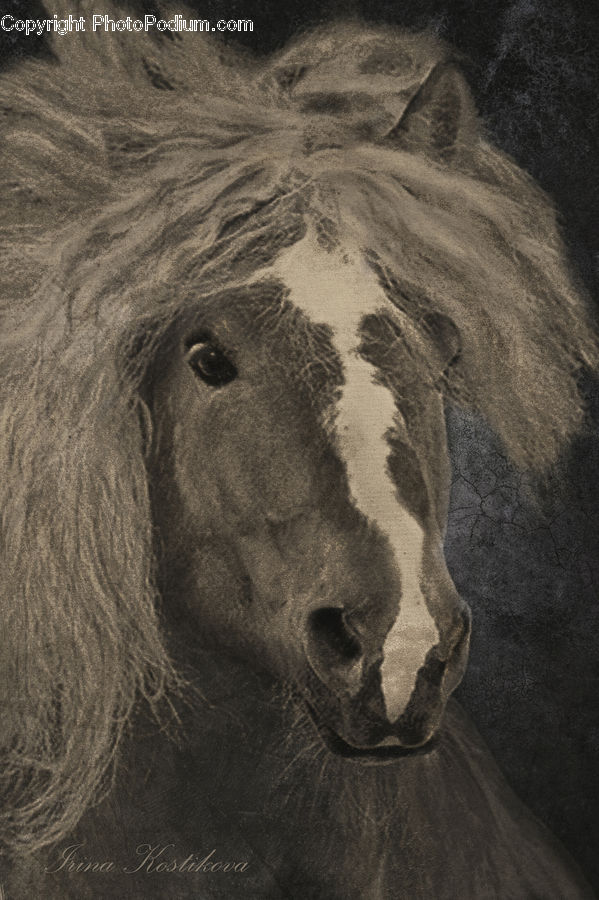 Animal, Colt Horse, Foal, Horse, Mammal, Stallion
