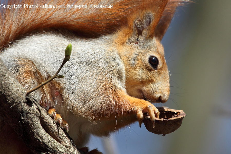 Animal, Mammal, Rodent, Squirrel, Eating, Field, Grass