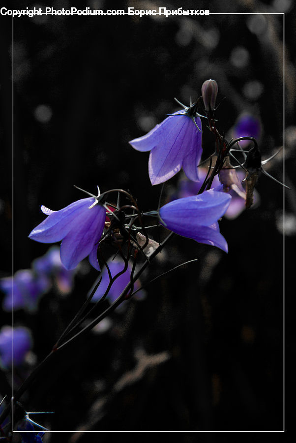 Blossom, Crocus, Flora, Flower, Plant, Geranium, Aquilegia