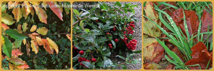 Plant, Vine, Collage, Poster, Ivy, Aloe, Fruit
