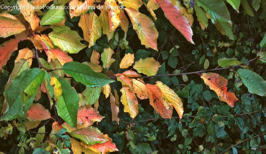 Ivy, Plant, Vine, Blossom, Flora, Flower, Oak