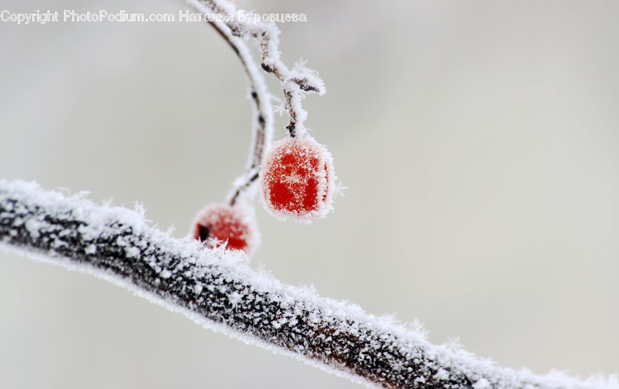 Frost, Ice, Outdoors, Snow