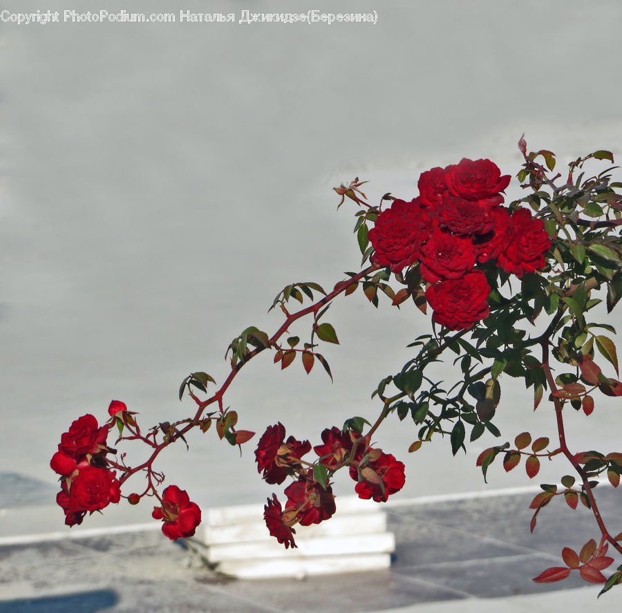Blossom, Flower, Plant, Rose, Flora, Geranium, Floral Design