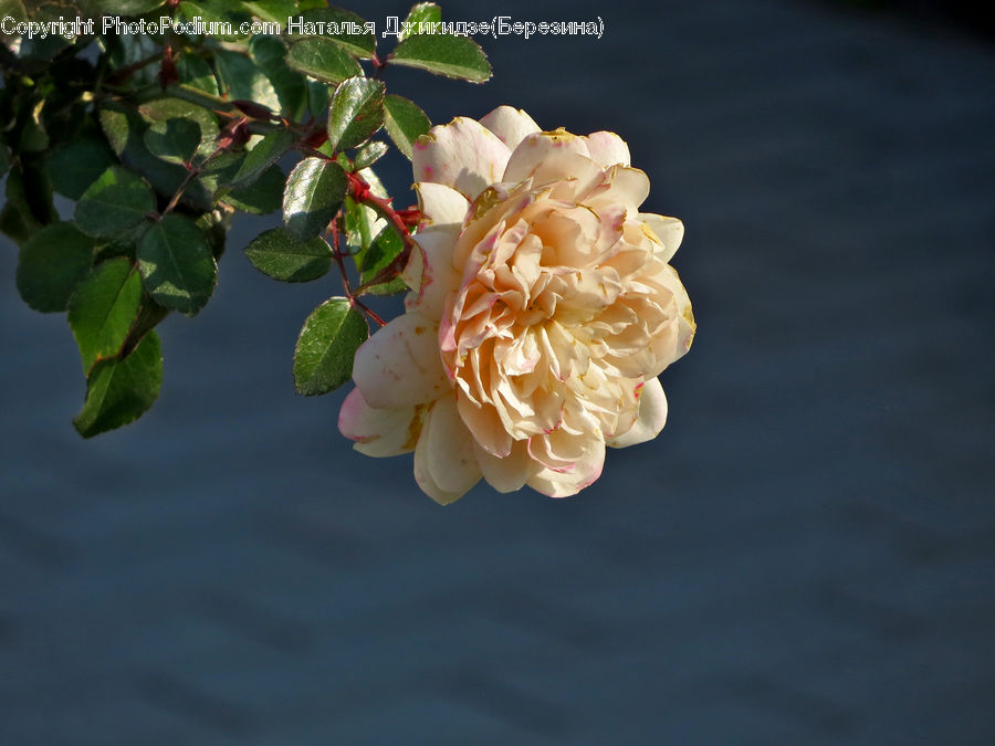 Flora, Flower, Hibiscus, Plant, Poppy, Blossom, Flower Arrangement