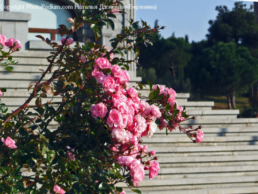 Blossom, Flora, Flower, Plant, Bush, Vegetation, Flower Arrangement